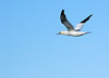 Gannet Fly Past - 2010