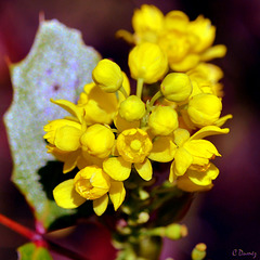 Mahonia