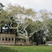 An enormous tree on the grounds of the palace.