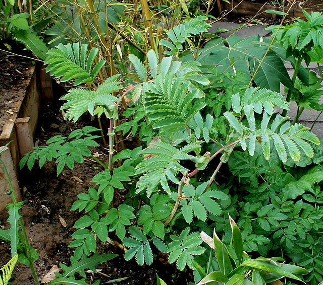 Derrière l'armoire - Jardin  12 - Melianthus major