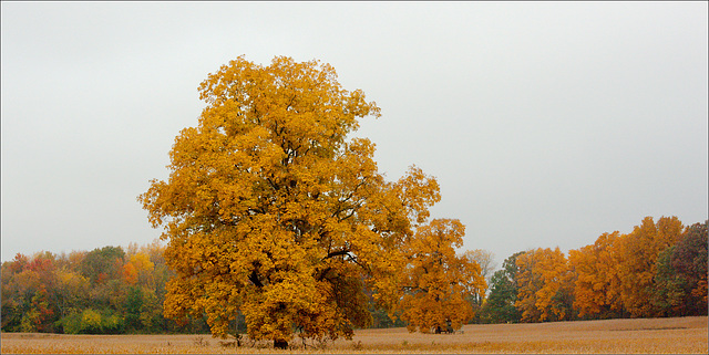 Trees in Field, Charlotte Highway