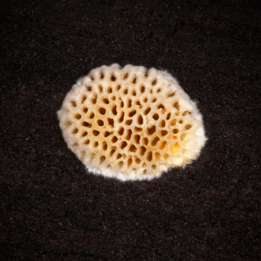 Tiny Pored Fungus