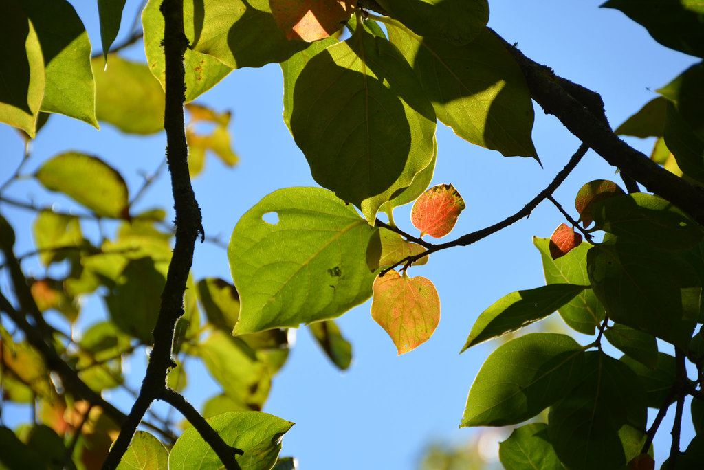 feuilles d'un arbre à kaki.JPG