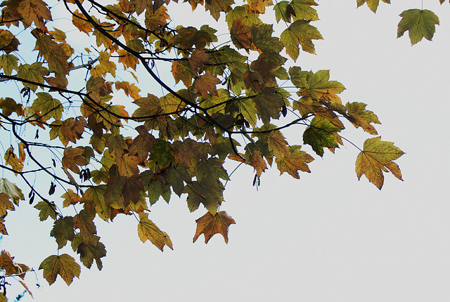 Acer pseudoplatanus