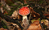 Amanita muscaria, Agário-das-moscas, Mata-moscas