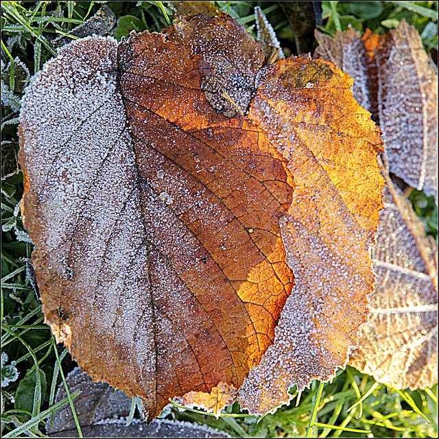 Chaud-froid d'automne