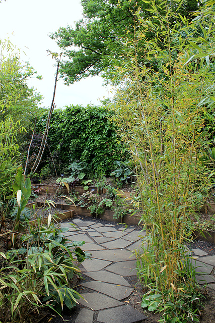 Derrière l'armoire - Jardin  12- Bambous = Phyllostachys nigra 'Boryana'