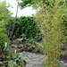 Derrière l'armoire - Jardin  12- Bambous = Phyllostachys nigra 'Boryana'