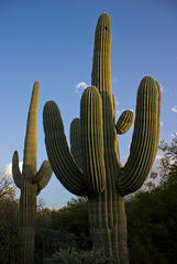 saguaros