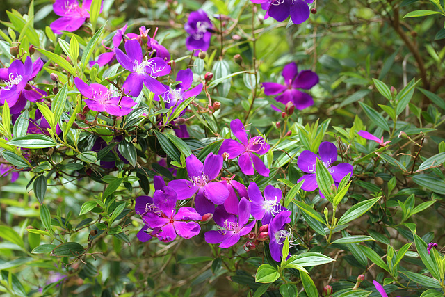 Tibouchina