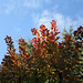 Cotinus en automne