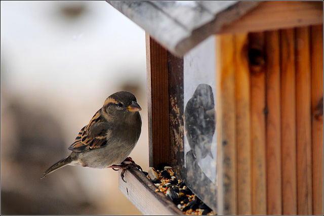 Sparrow at the Feeder