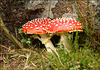 Amanita muscaria, Agário-das-moscas, Mata-moscas