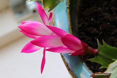 Schlumbergera - CHRISTMAS Cactus