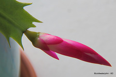 Schlumbergera - CHRISTMAS Cactus