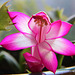 Schlumbergera - CHRISTMAS Cactus!