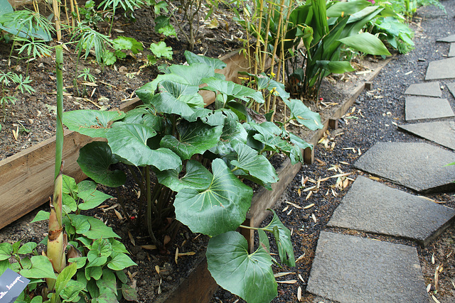 Derrière l'armoire - Jardin  12 - Farfugium japonicum