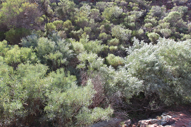Acacia iteaphylla, Gawler Ranges