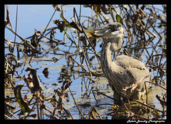 Grand héron avec sa capture