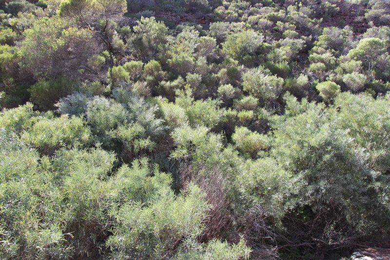 Acacia iteaphylla, Gawler Ranges