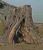 Tree Stump (Fake HDR)