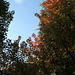 Cotinus en automne-001