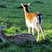 weald park deer, essex
