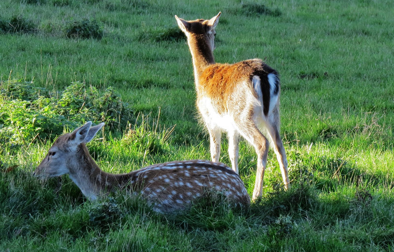 weald park deer, essex