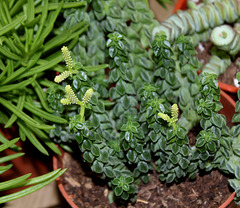 Peperomia columella