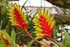 "Lobster Claws" – Botanical Garden, Montréal, Québec