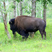 Wood Bison