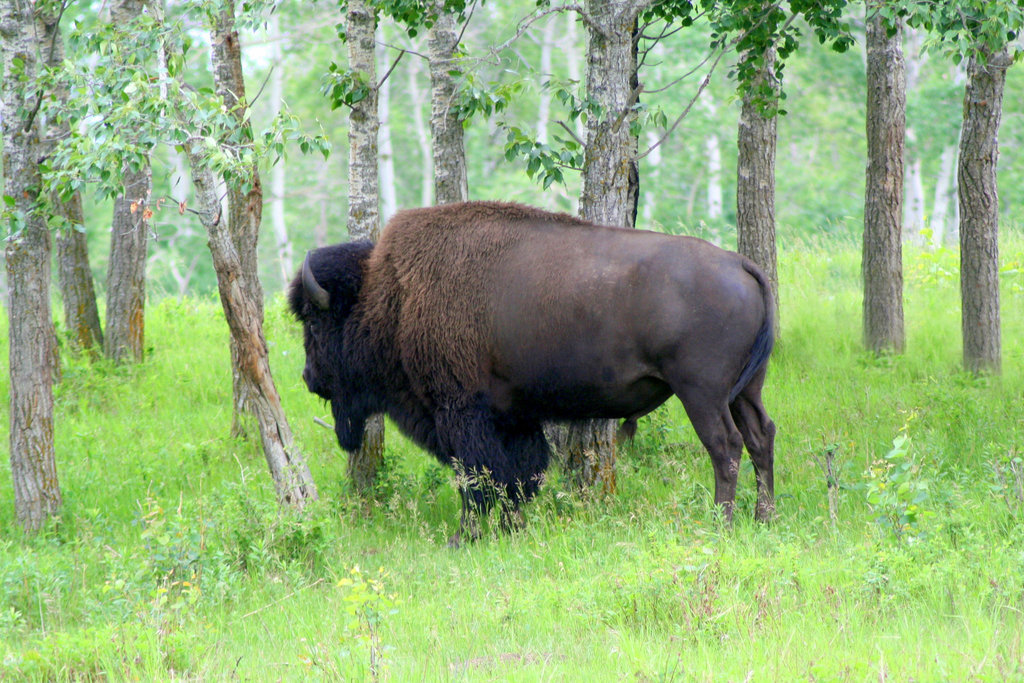 Wood Bison