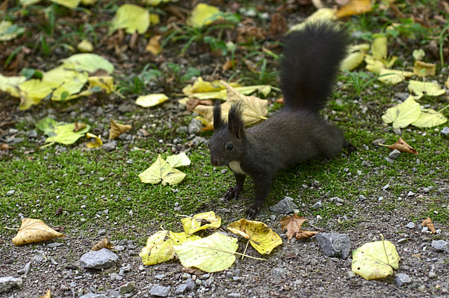 Eichhörnchen