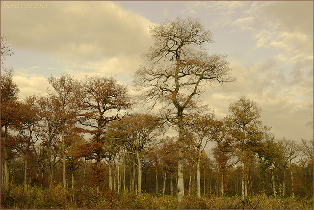 Bois de Sainte Isabelle