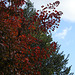 Cotinus en automne (2)