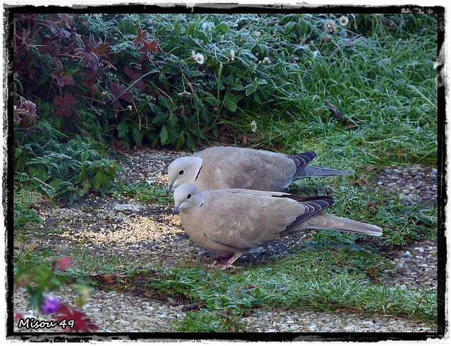 MON JARDIN