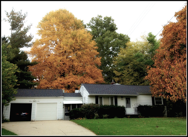 Fall trees and a house