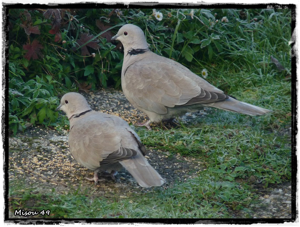 MON JARDIN