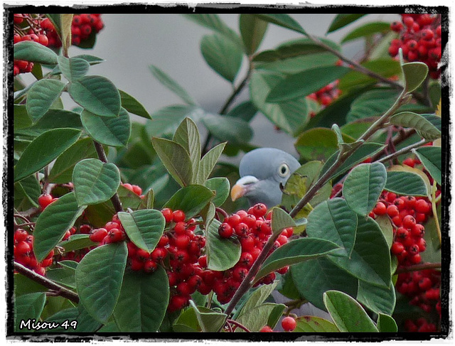 MON JARDIN MON JARDIN
