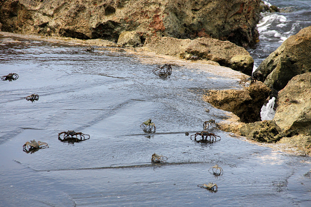 March of the crabs