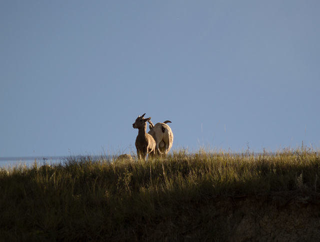 Theodore Roosevelt Natl Park, ND bighorn sheep (0452)