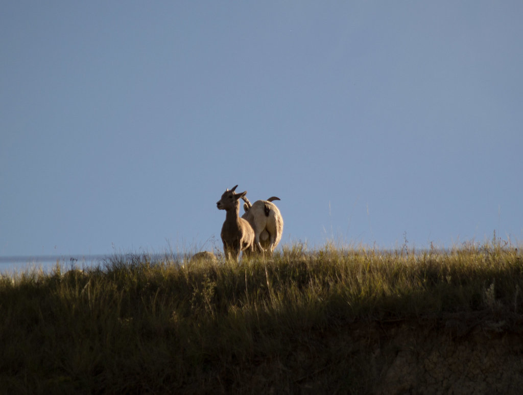 Theodore Roosevelt Natl Park, ND bighorn sheep (0452)