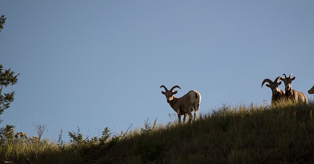 Theodore Roosevelt Natl Park, ND bighorn sheep (0451)