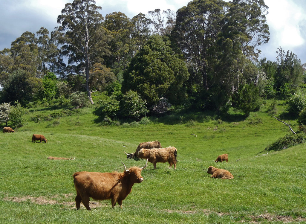 Tassie trip