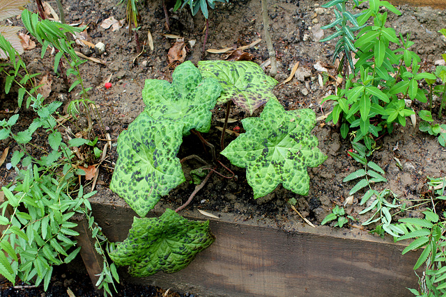 Derrière l'armoire - Jardin  12 - Podophyllum 'Spotty Dotty'