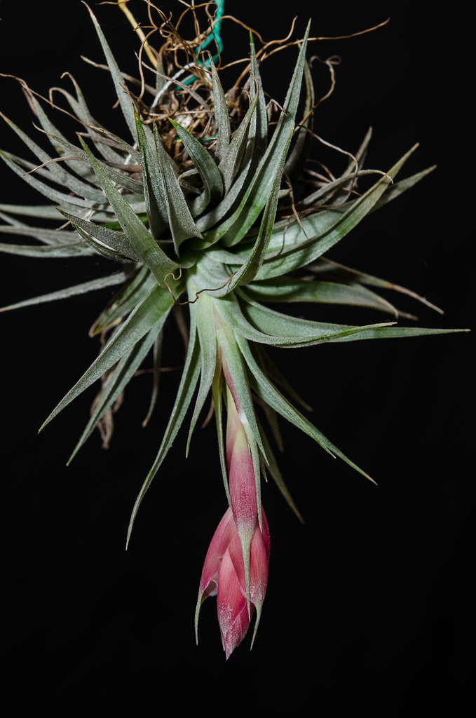 Tillandsia meridionalis 0008