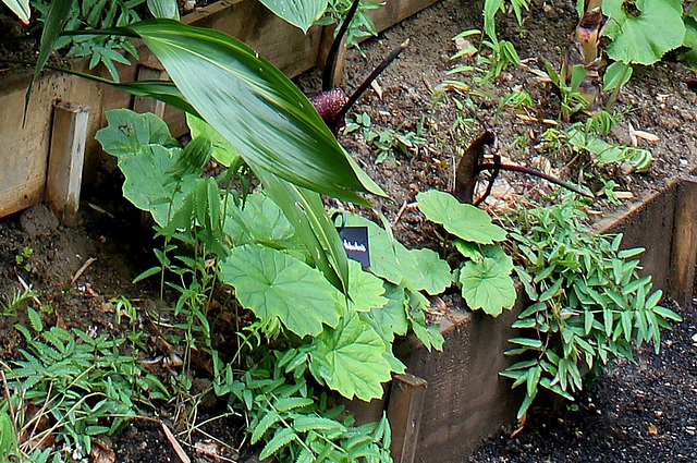 Derrière l'armoire - Jardin  12 (29) Astilboïdes tabularis