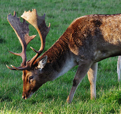 weald park deer, essex