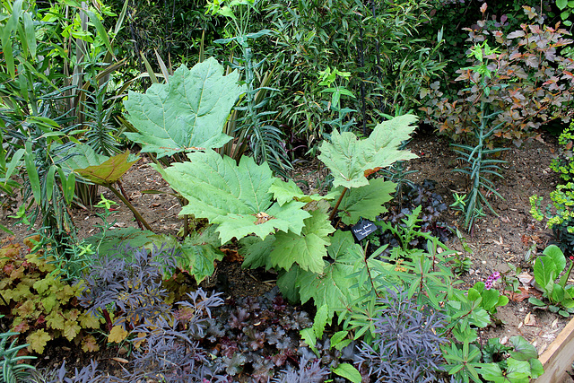 Derrière l'armoire - Jardin 12 - Rheum palmatum , entouré de Sambucus , Euphorbes et Heuchères Derrière l'armoire - Jardin 12 - Rheum palmatum , entouré de Sambucus , Euphorbes et Heuchères