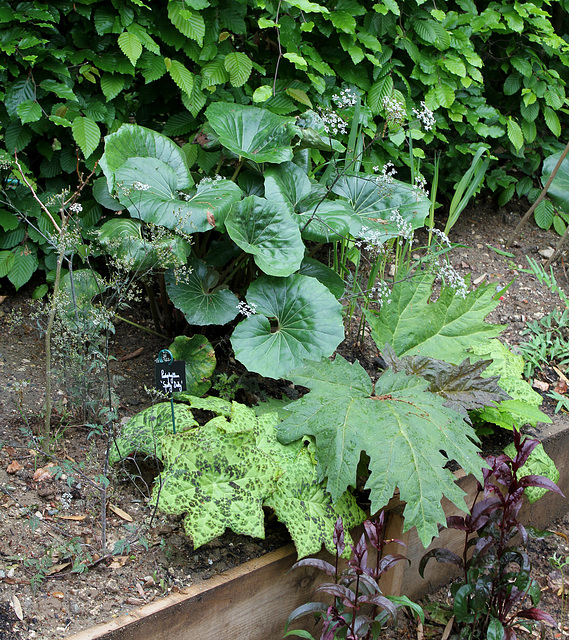 Derrière l'armoire - Jardin 12 -Rheum palmatum 'Tanguticum' - Podophyllum et Fargesia japonica Derrière l'armoire - Jardin 12 -Rheum palmatum 'Tanguticum' - Podophyllum et Fargesia japonica